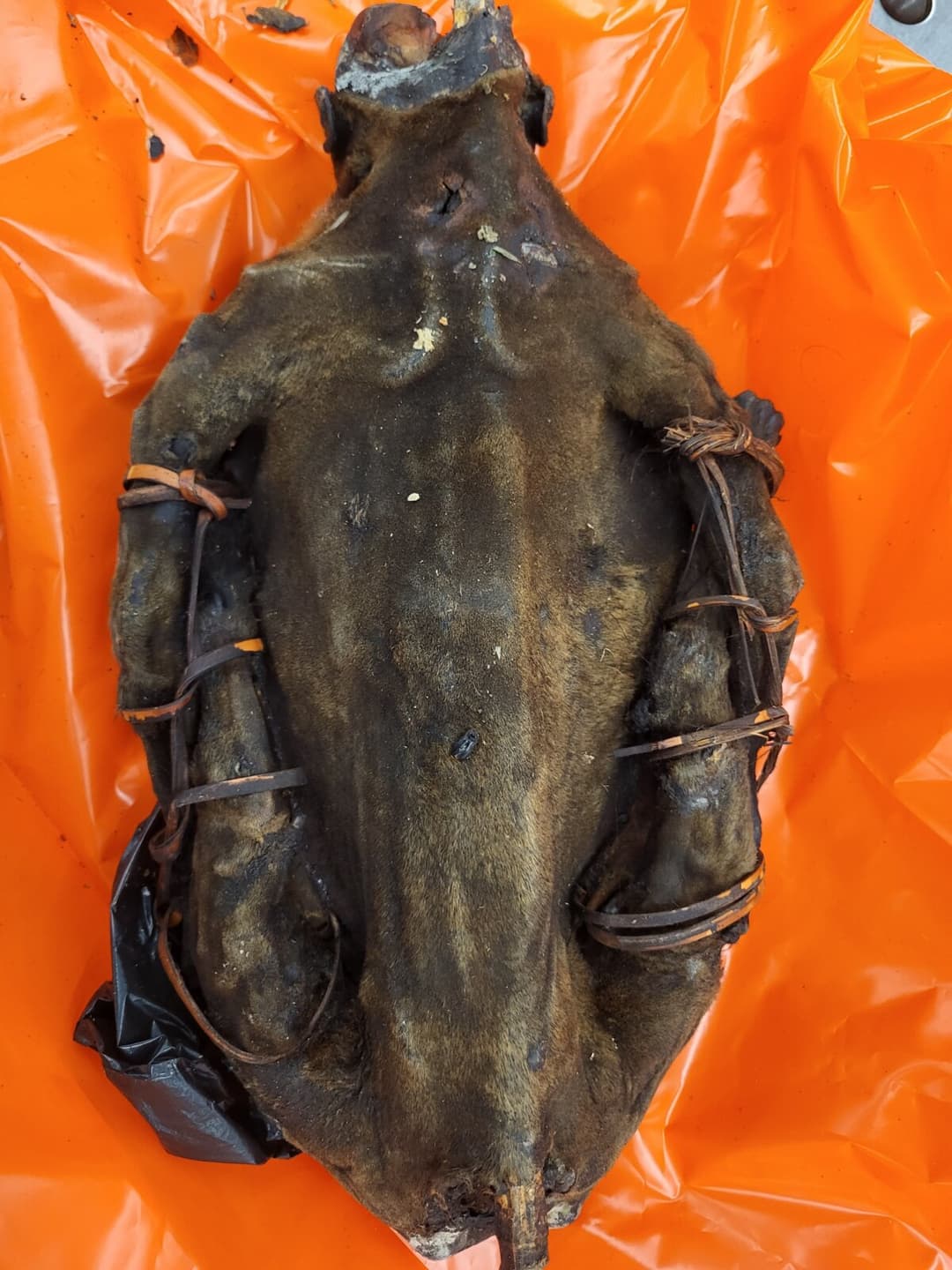 U.S. Customs and Border Protection discovered a monkey carcass inside the luggage of a traveler from Cameroon, at Chicago O'Hare International Airport on April 11, 2026. (U.S. Customs and Border Protection)
