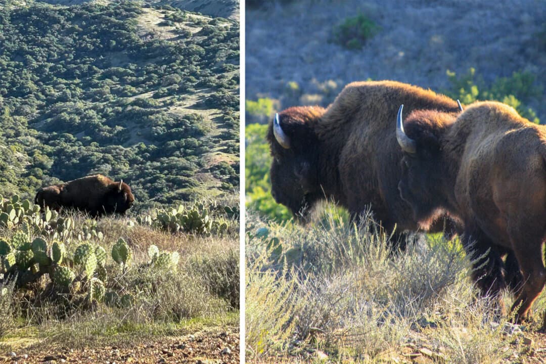 (Left) A bison roams the hills of Santa Catalina Island, Calif., on May 5, 2024. (Right) Bison roam the hills of Santa Catalina Island, Calif., on Dec. 26, 2008. (IntrepidReason/CC-BY-SA-4.0, tinyfroglet/Flickr/CC-BY-2.0)