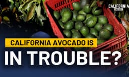 Why California’s Avocado Industry Is Disappearing | Gary Gragg | Katarina Szulc