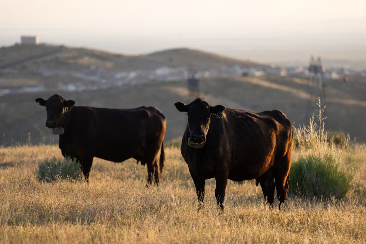 Cows at the Diamond W Cattle Company ranch in Palmdale, Calif., on April 3, 2026. (AP Photo/Jae C. Hong)