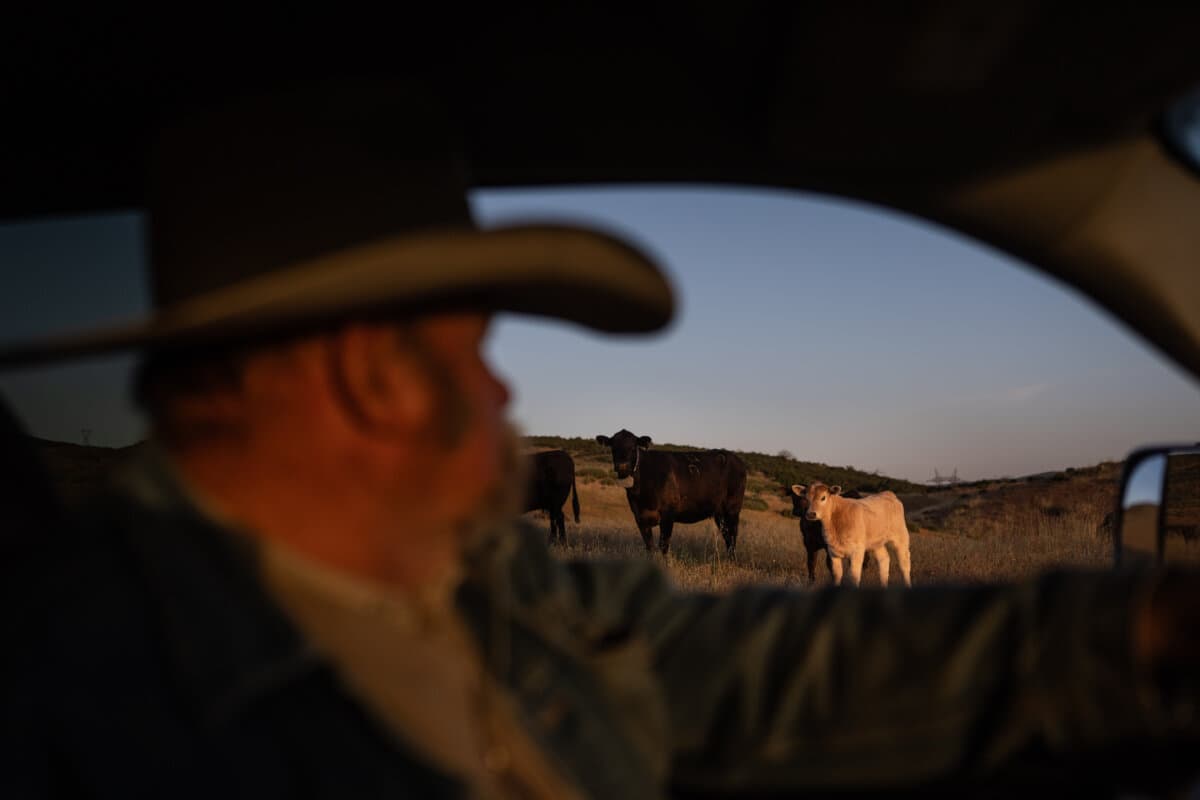 Mike Williams, owner of Diamond W Cattle Company, drives past cattle on his ranch in Palmdale, Calif., on April 3, 2026. (AP Photo/Jae C. Hong)