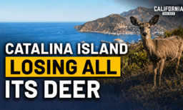 Plan to Eliminate All of Catalina Island’s Deer Is Sparking Controversy | Ben Myhre