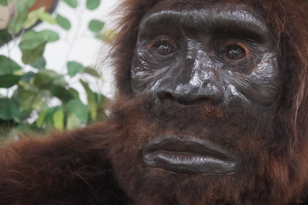Bigfoot, or Sasquatch, peers out at visitors to the International Cryptozoology Museum in Bangor, Maine, on June 6, 2026. (Nathan Worcester/The Epoch Times)