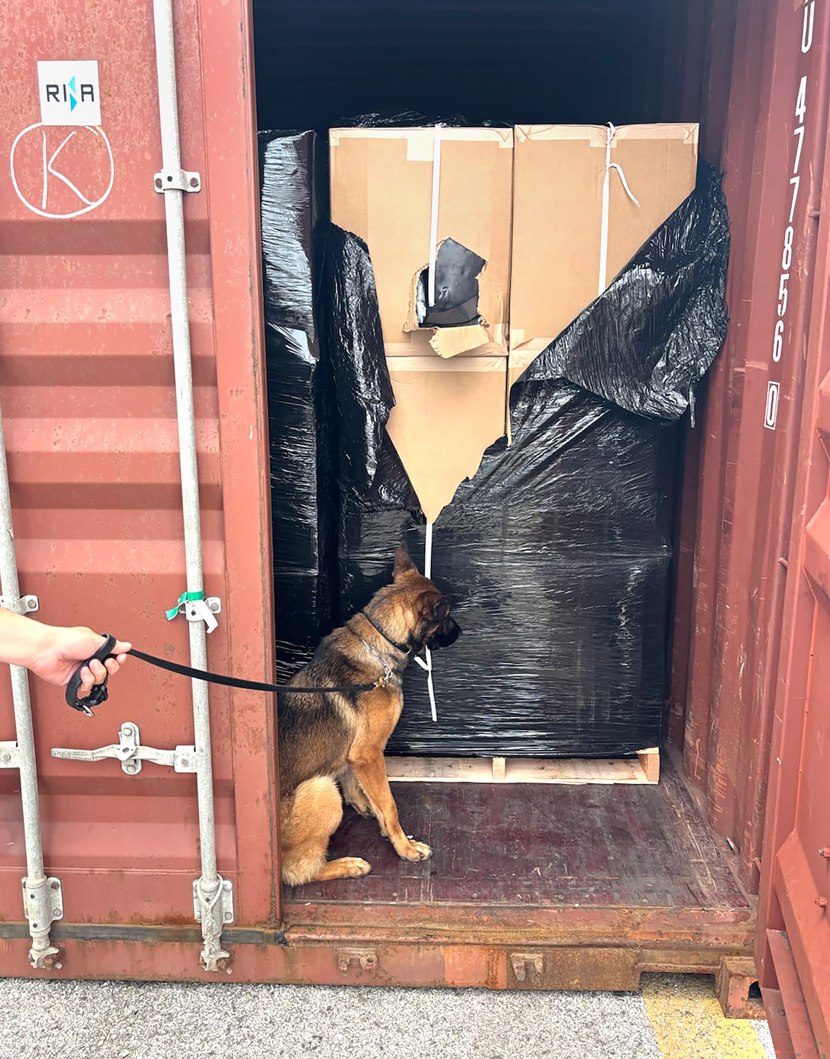 Letti, a 2-year-old German shepherd, was credited with discovering the marijuana inside a shipping container. (U.S. Customs and Border Protection)