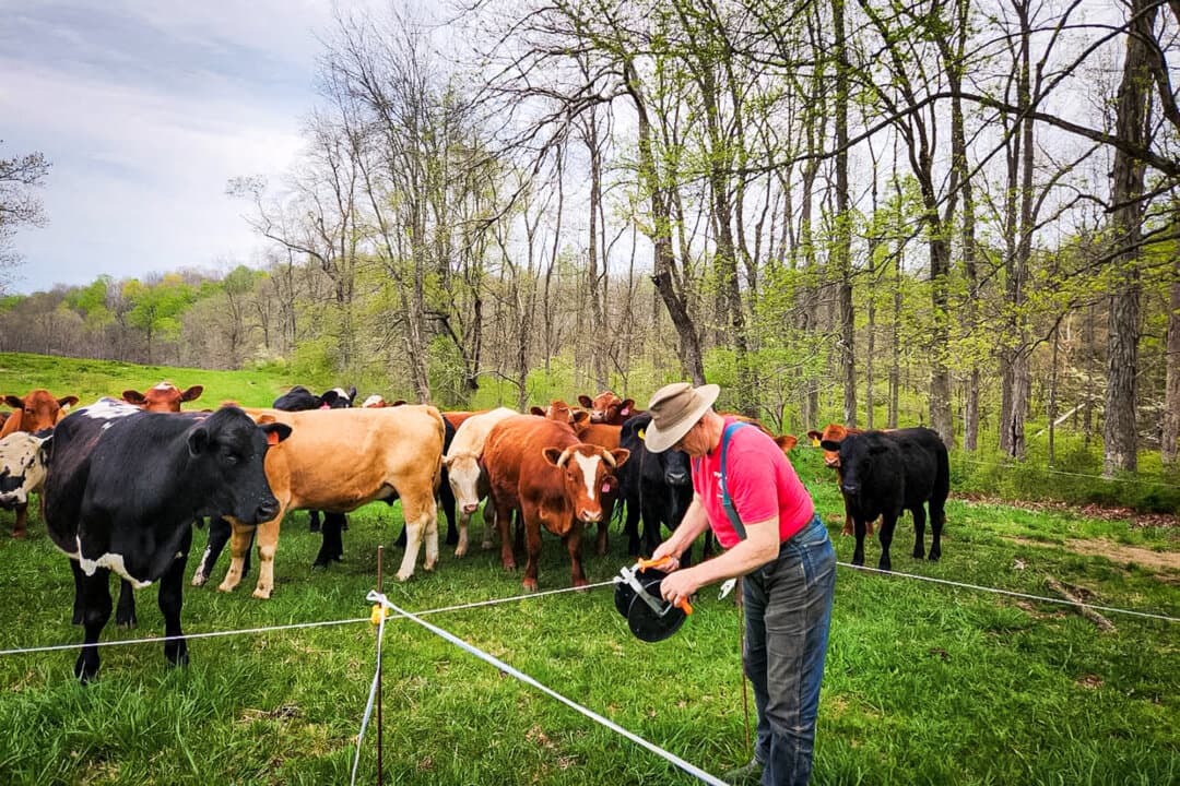 Farmer Joel Salatin moves cattle from one pasture to another at Polyface Farms outside Swoope, Va., in 2024. (Jeff Louderback/The Epoch Times)