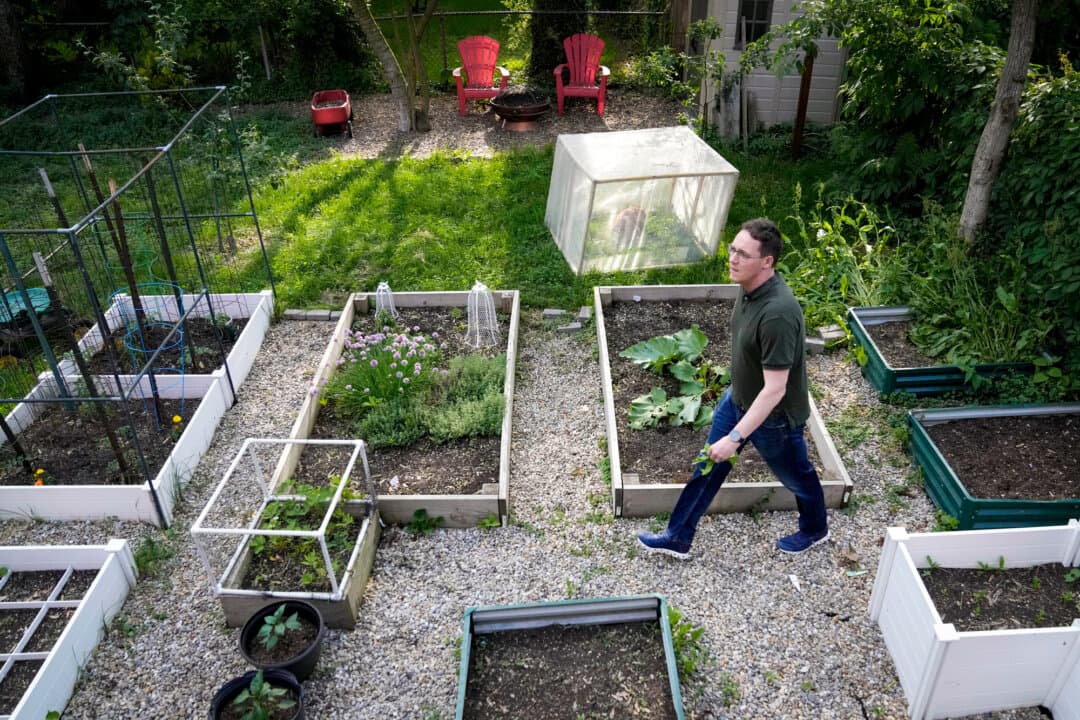 A man collects food for dinner from his backyard garden in the Hyde Park neighborhood of Chicago on May 21, 2024. Sustainable farming advocate Joel Salatin wants to liberate Americans from over-regulation with neighbor-to-neighbor food commerce. (Charles Rex Arbogast/AP Photo)