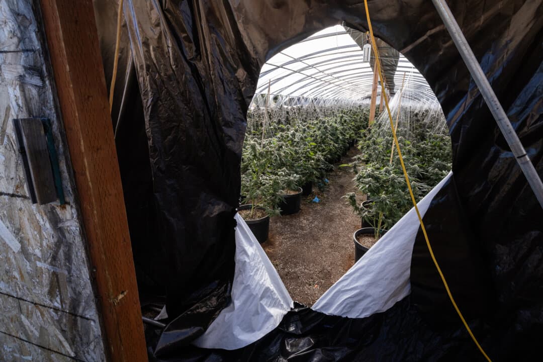 Illegal marijuana plants grow within covered hoop houses outside of Montague, Calif., on June 4, 2026. (John Fredricks/The Epoch Times)
