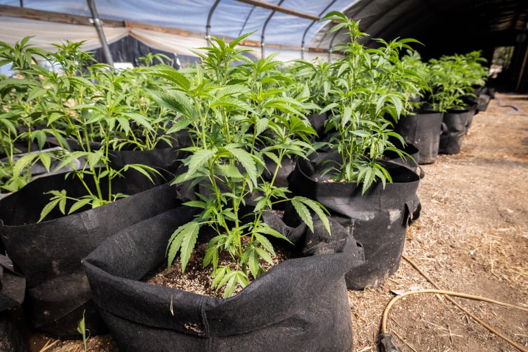 Illegal marijuana plants grow within covered hoop houses outside Montague, Calif., on June 4, 2026. (John Fredricks/The Epoch Times)