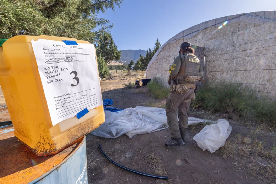 Law enforcement officials gather evidence from an illegal marijuana farm outside Montague, Calif., on June 4, 2026. (John Fredricks/The Epoch Times)