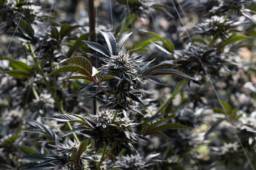 Police officers seize an illegal marijuana grow operation outside Yreka, Calif., on June 4, 2026. (John Fredricks/The Epoch Times)