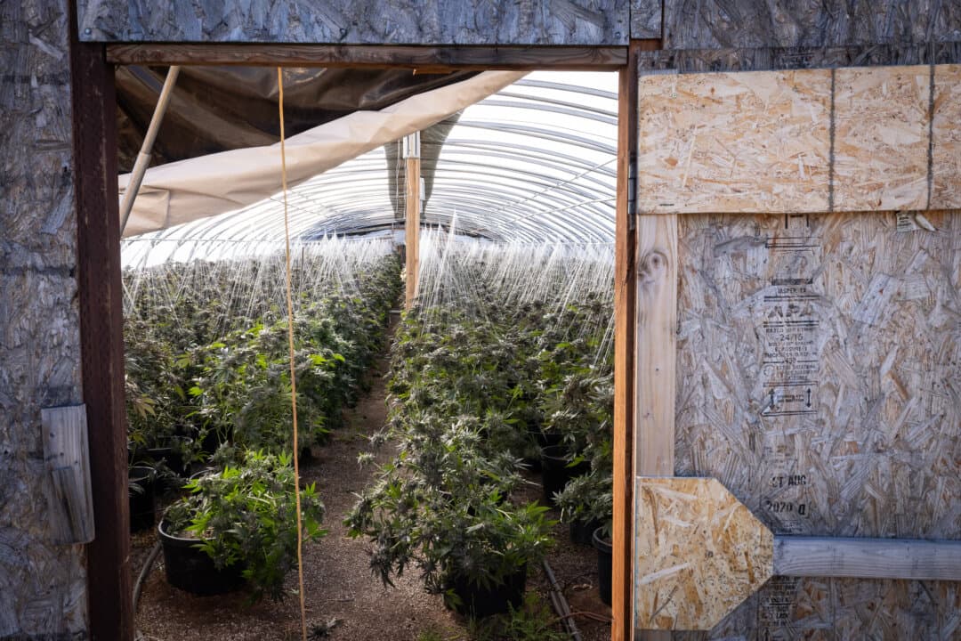 Illegal marijuana plants grow within covered hoop houses outside Montague, Calif., on June 4, 2026. (John Fredricks/The Epoch Times)