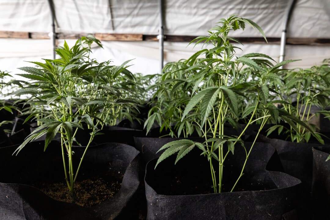 Illegal marijuana plants grow within covered hoop houses outside Montague, Calif., on June 4, 2026. (John Fredricks/The Epoch Times)