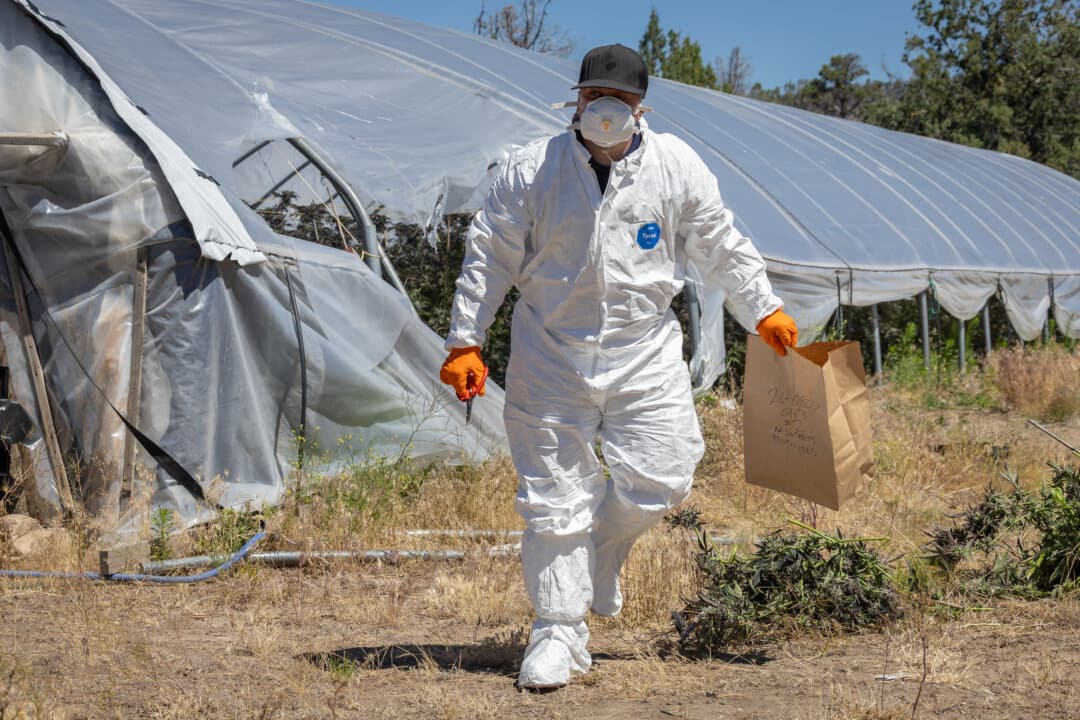 Siskiyou County officials obtain evidence of pesticides being used at illegal marijuana farms outside Montague, Calif., on June 4, 2026. (John Fredricks/The Epoch Times)