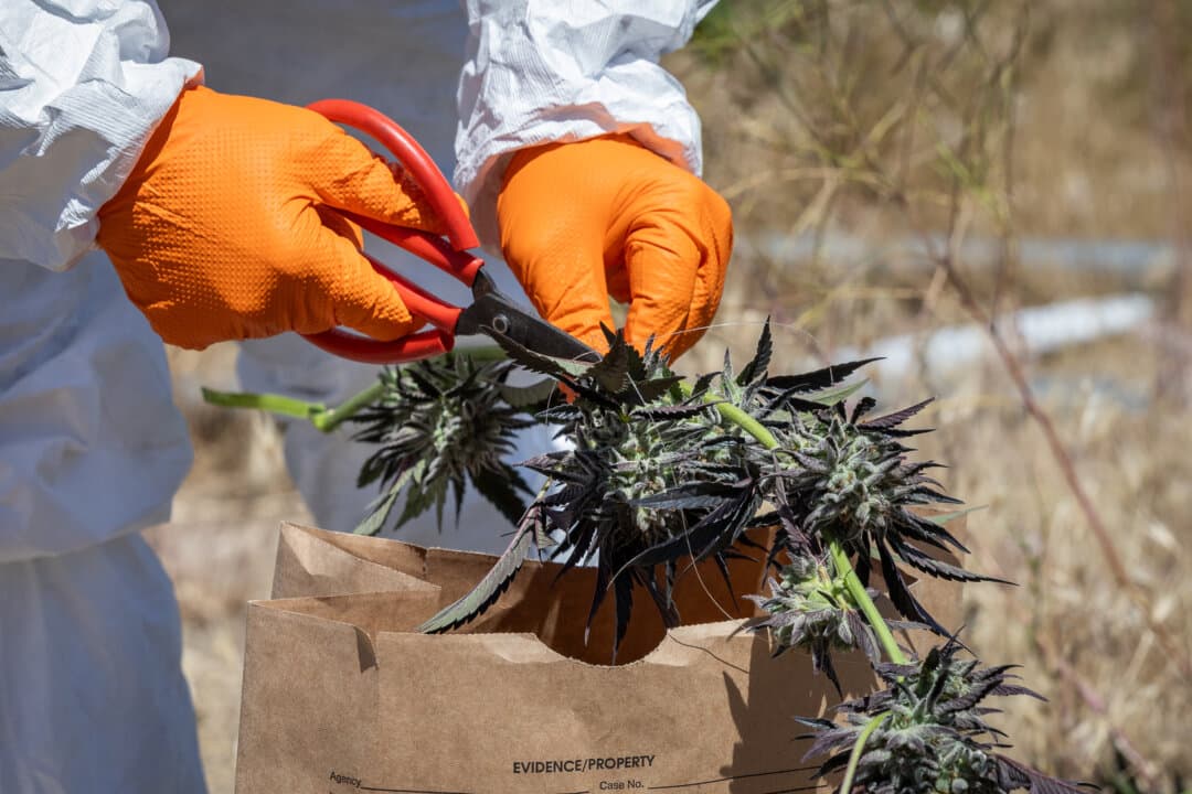 Siskiyou County officials obtain evidence of pesticides being used at illegal marijuana farms outside Montague, Calif., on June 4, 2026. (John Fredricks/The Epoch Times)