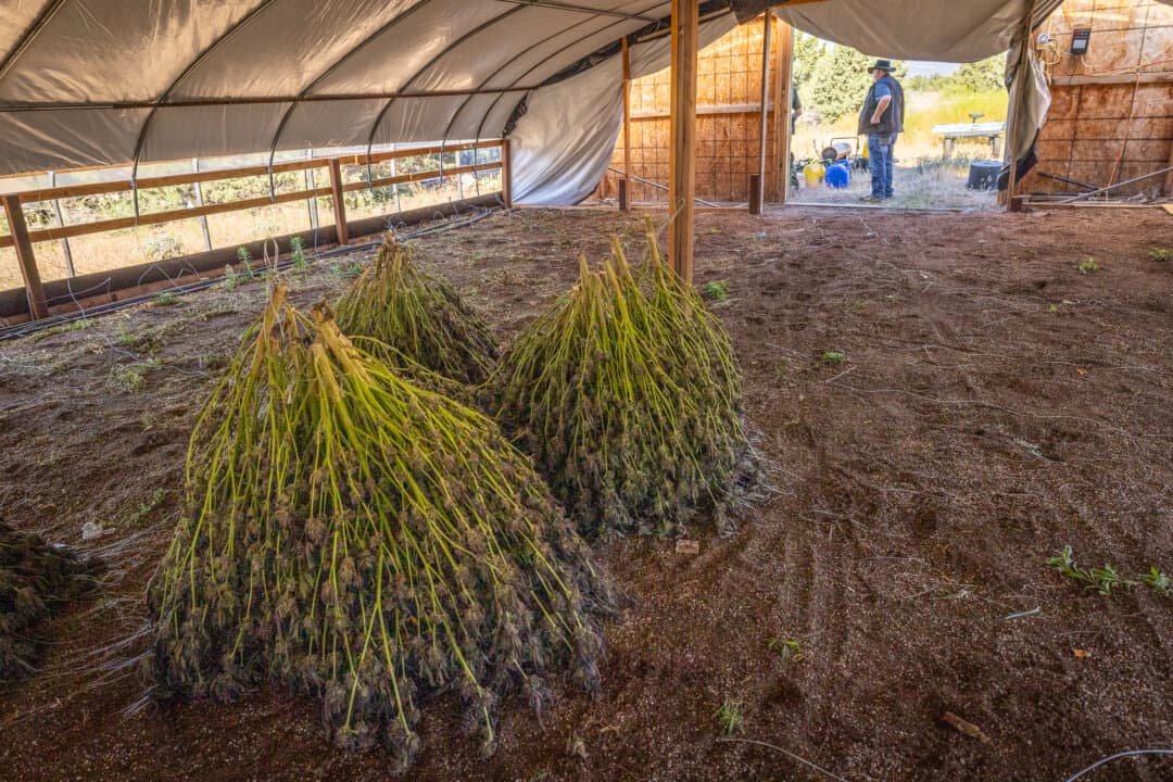 Police officers begin to confiscate and destroy illegal marijuana plants growing outside Montague, Calif., on June 4, 2026. (John Fredricks/The Epoch Times)