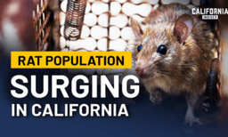 Why California’s Rat Problem Keeps Getting Harder to Control | Panel