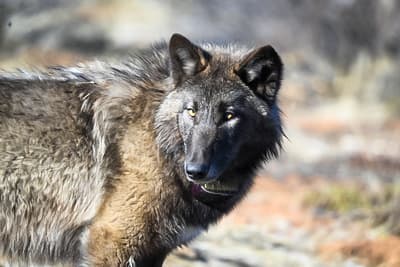 (Left) A newly collared wolf from the Beyem Seyo wolf pack is released after being captured in January 2025. (Right) BEY01F, a female wolf born in a 2023 litter of the Beyem Seyo pack, after being released with a new collar close to where she was captured, in January 2025. The Beyem Seyo pack was the worst offender among California wolf packs in 2025, involved in 90 livestock attacks. (Malia Brytus/California Wolf Project, Axel Hunnicutt/California Dept. of Fish and Wildlife)