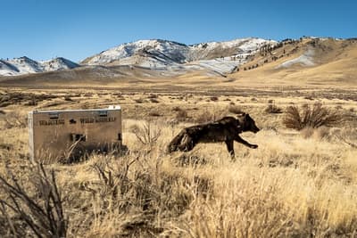(Left) A newly collared wolf from the Beyem Seyo wolf pack is released after being captured in January 2025. (Right) BEY01F, a female wolf born in a 2023 litter of the Beyem Seyo pack, after being released with a new collar close to where she was captured, in January 2025. The Beyem Seyo pack was the worst offender among California wolf packs in 2025, involved in 90 livestock attacks. (Malia Brytus/California Wolf Project, Axel Hunnicutt/California Dept. of Fish and Wildlife)
