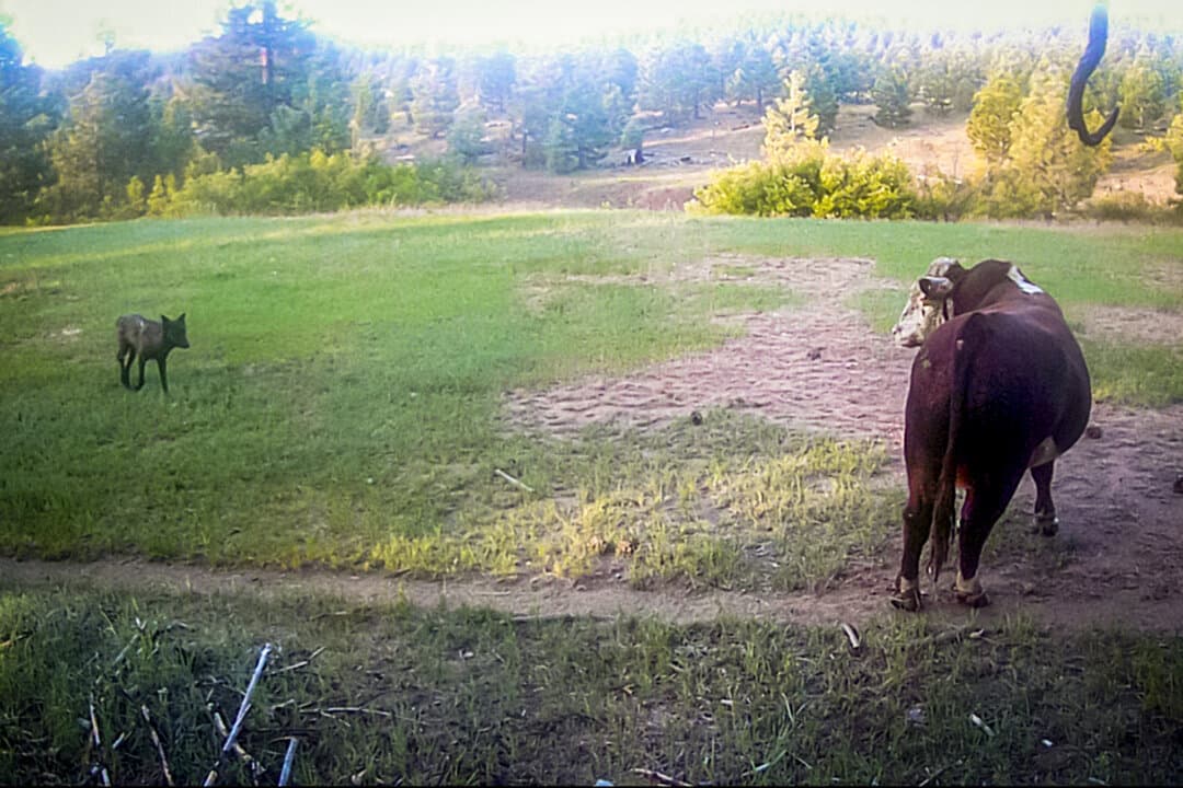 A gray wolf approaches a bull in this photo from a game camera in June 2023. (Ken Tate, Tina Saitone/UC Davis)