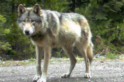 (Left) A gray wolf, in this file photo. (Right) OR-7, believed to be the first confirmed wolf in western Oregon since 1947, in Jackson County, Ore., in May 2014. (Courtesy of Seth Watts/Black Bear Pursuit)