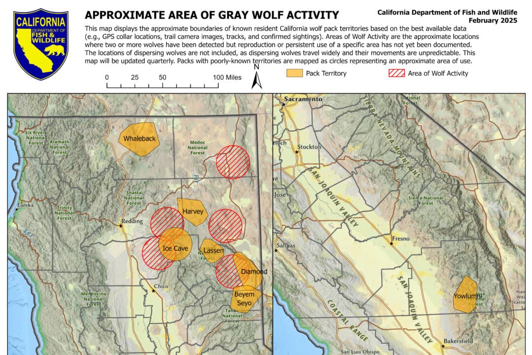 A California Dept. of Fish and Wildlife map shows the approximate area of gray wolf activity in California. (California Dept. of Fish and Wildlife)