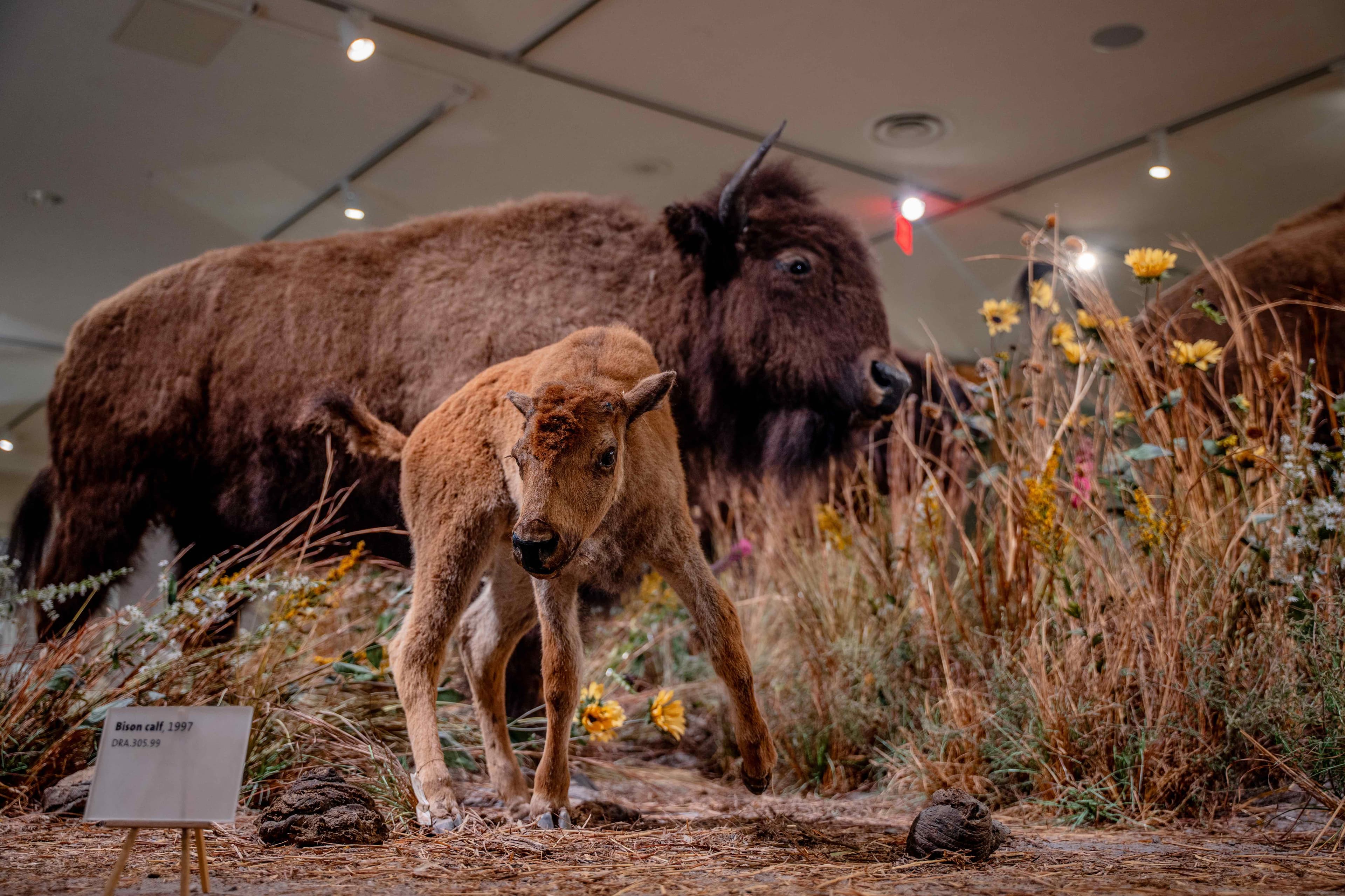 The buffalo exhibit at the Buffalo Bill Center of the West focuses on the ruminant's cultural and historical role. (Courtesy of the Buffalo Bill Center of the West)
