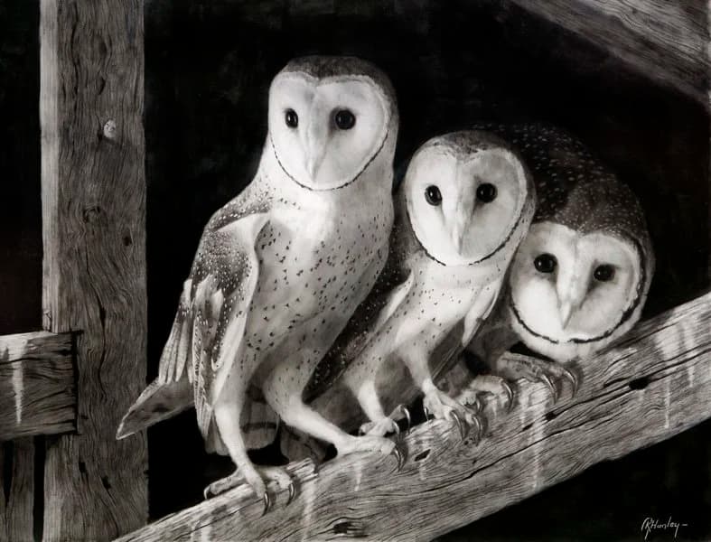 A Parliament of Owls, a "goldpoint" piece by Australian artist Gordon Hanley. (Courtesy of Gordon Hanley)