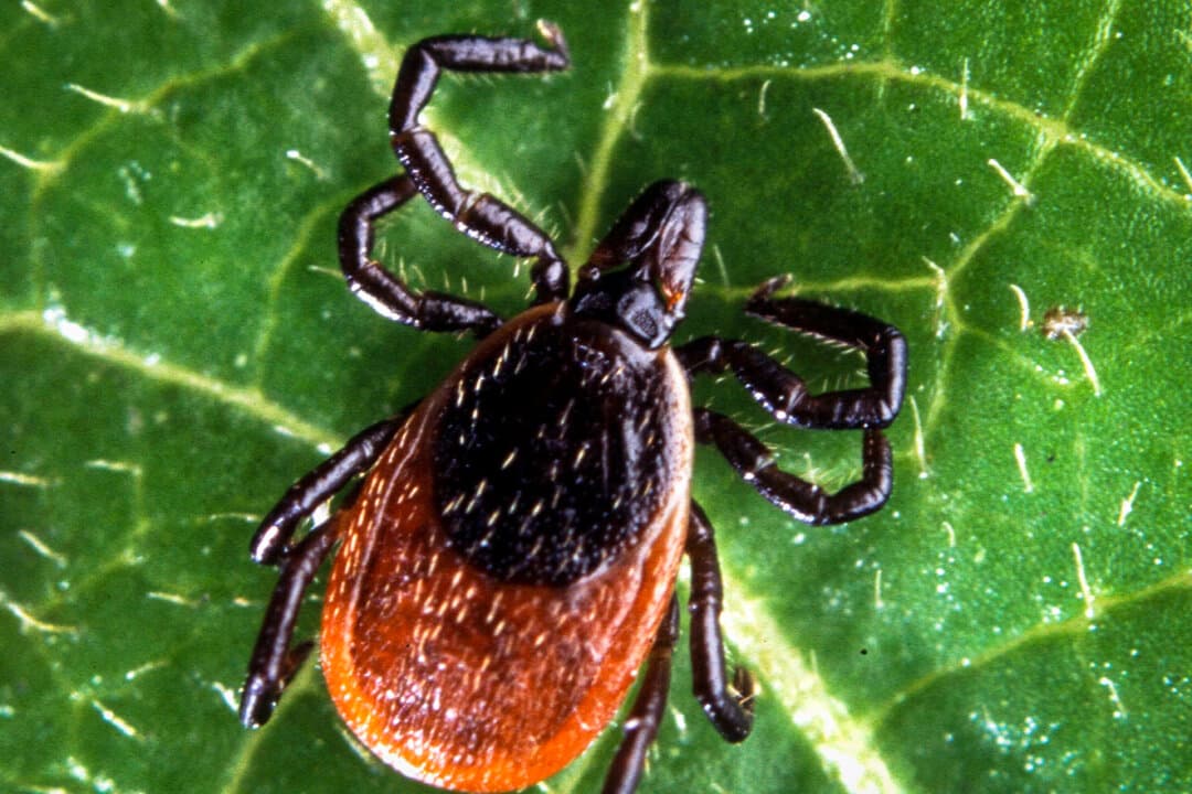 (Left) A lone star tick (Amblyomma americanum), measuring about 3.5 millimeters, perches on the tip of a grass blade in Pryor, Okla., on June 21, 2015. (Right) An adult deer tick (Ixodes scapularis), in this file photo. (Robert Webster/xpda.com/CC-BY-SA-4.0, Scott Bauer/U.S. Department of Agriculture)