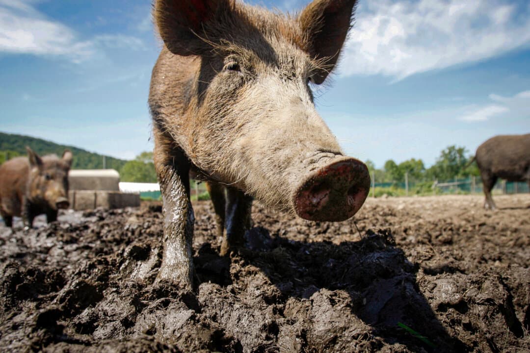 (Left) John Schmidt, a wildlife trapper, walks past damage from feral hogs that happened overnight while they were foraging near one of his traps in New Orleans on June 17, 2014. (Right) A feral hog stands in a holding pen at Easton View Outfitters in Valley Falls, N.Y., on August. 24, 2011. (Gerald Herbert/AP Photo/File, Mike Groll/AP Photo/File)