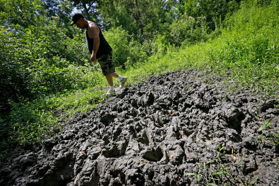 (Left) John Schmidt, a wildlife trapper, walks past damage from feral hogs that happened overnight while they were foraging near one of his traps in New Orleans on June 17, 2014. (Right) A feral hog stands in a holding pen at Easton View Outfitters in Valley Falls, N.Y., on August. 24, 2011. (Gerald Herbert/AP Photo/File, Mike Groll/AP Photo/File)