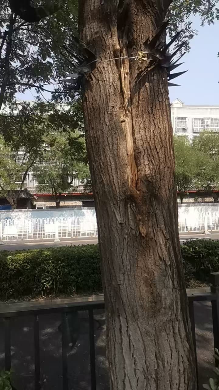 Strips of metal spikes seen installed around tree trunks near the reception office of Beijing’s petition bureau in October 2026, in a photo provided to The Epoch Times by a petitioner. (Anonymous)