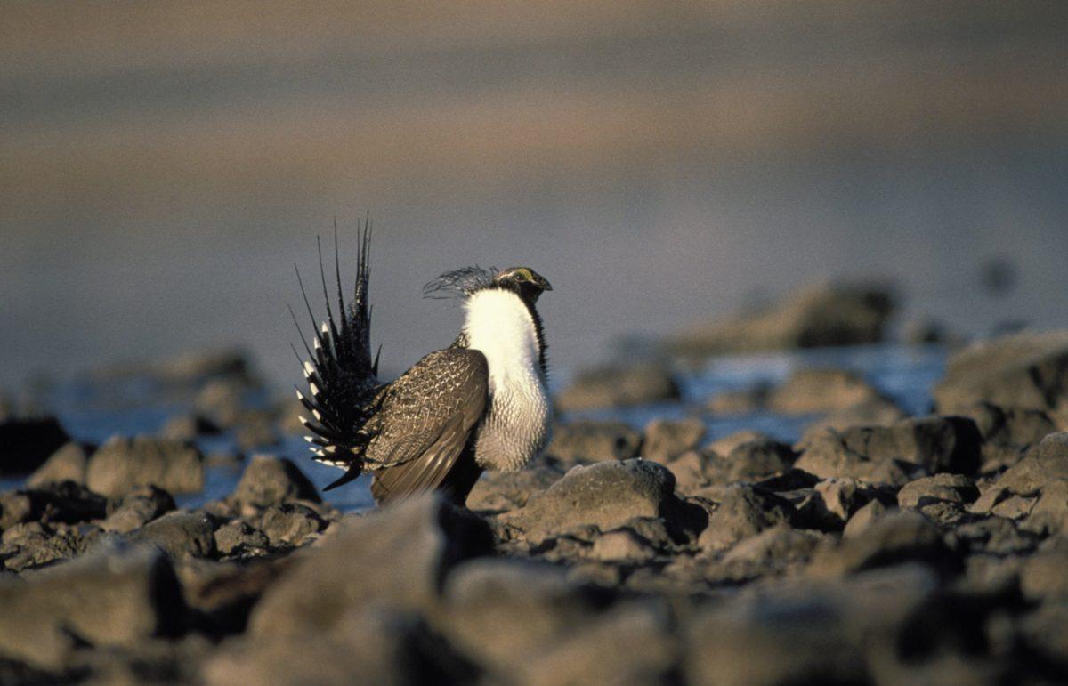 A male greater sage-grouse in Clear Lake National Wildlife Refuge in California. (U.S. Fish and Wildlife Service)