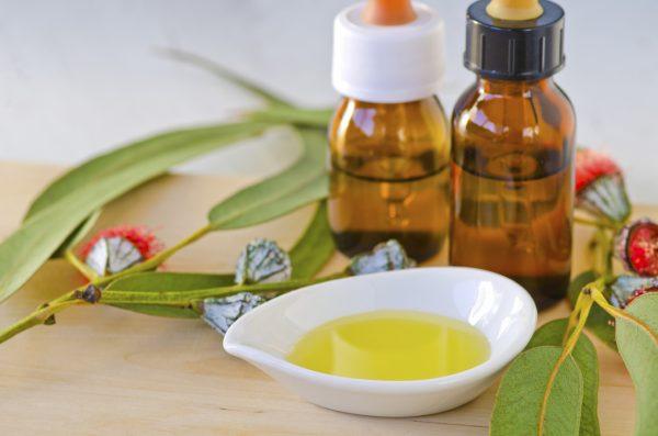 Eucalyptus leaves and essential oil. (iStock)