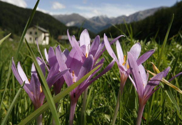 Saffron may even help you lose weight. (Photo/Keystone, Arno Balzarini)