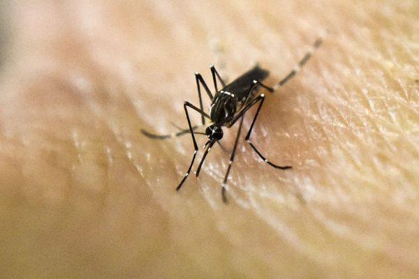 An Aedes Aegypti mosquito is photographed on human skin in a lab of the International Training and Medical Research Training Center (CIDEIM) in Cali, Colombia, on Jan. 25, 2016. (Luis Robayo/AFP/Getty Images)