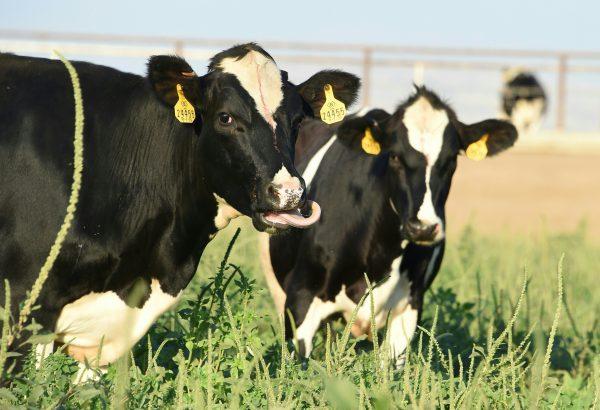 Cows graze on a dairy farm on August 24, 2016, in Porterville in California's Central Valley.<br/>Well water testing has uncovered dangerously high level of nitrates in the water in areas of this farming community about 160 miles north of Los Angeles. Fertilizers and cow manure are among the leading causes of nitrate pollution in well water. Too much nitrate in drinking water poses a risk to infants under six months of age including a condition called "blue baby syndrome" (ROBYN BECK/AFP/Getty Images)