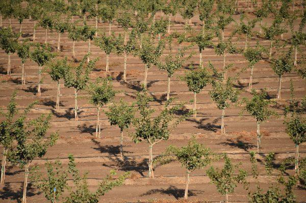 A grove of young pistachio trees near Porterville, California, August 24, 2016.<br/>Agricultural fertilizers as well as cow manure from dairy farms have led to domestic wells in California's Central Valley having dangerously high levels of nitrates making it unsafe to drink. In Californias top farming regions, up to 250,000 consumers are highly susceptible to encountering nitrate contamination in their drinking water, according a report released earlier this month by the Agricultural Sustainability Institute at the University of California at Davis.(ROBYN BECK/AFP/Getty Images)