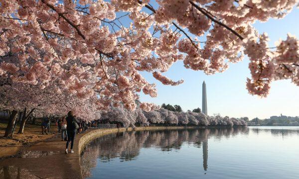 Cherry Blossom trees are in full bloom at the Tidal Basin in Washington on April 3, 2019. (Samira Bouaou/The Epoch Times)