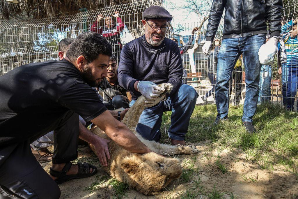 Palestinian veterinarian Fayyaz al-Haddad holds the paw of the lioness "Falestine" after she is declawed at the Rafah Zoo in the southern Gaza Strip on Feb. 12, 2019. (©Getty Images | <a href="https://www.gettyimages.com/detail/news-photo/palestinian-veterinarian-fayyaz-al-haddad-holds-the-paw-of-news-photo/1124585857?adppopup=true">SAID KHATIB/AFP</a>)