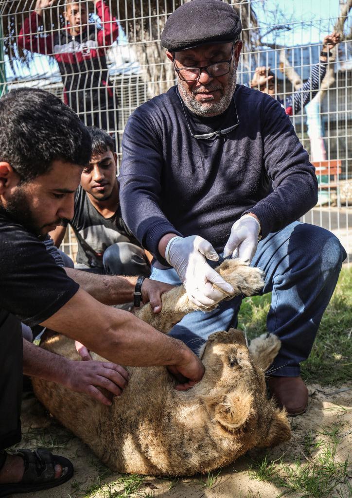 Palestinian veterinarian Fayyaz al-Haddad holds the paw of the lioness "Falestine" after she is declawed at the Rafah Zoo in the southern Gaza Strip on Feb. 12, 2019. (©Getty Images | <a href="https://www.gettyimages.com/detail/news-photo/palestinian-veterinarian-fayyaz-al-haddad-holds-the-paw-of-news-photo/1124585876?adppopup=true">SAID KHATIB/AFP</a>)
