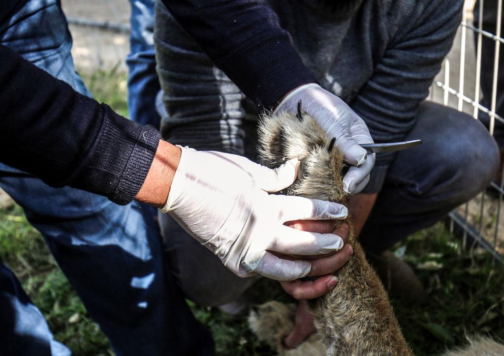 Palestinian veterinarian Fayyaz al-Haddad holds the paw of the lioness "Falestine" while inspecting her claws at the Rafah Zoo in the southern Gaza Strip on Feb. 12, 2019. (©Getty Images | <a href="https://www.gettyimages.com/detail/news-photo/palestinian-veterinarian-fayyaz-al-haddad-holds-the-paw-of-news-photo/1124586035?adppopup=true">SAID KHATIB/AFP</a>)