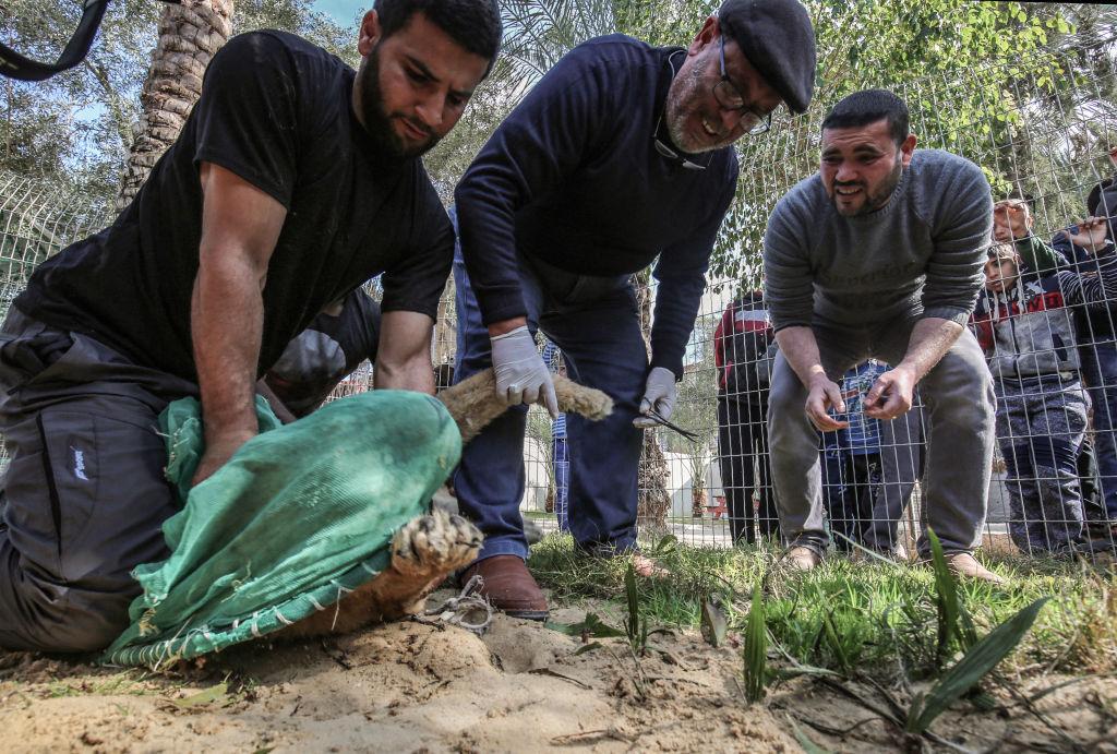 Palestinian veterinarian Fayyaz al-Haddad holds the paw of the lioness "Falestine" as he prepares to declaw her at the Rafah Zoo in the southern Gaza Strip on Feb. 12, 2019. (©Getty Images | <a href="https://www.gettyimages.com/detail/news-photo/palestinian-veterinarian-fayyaz-al-haddad-holds-the-paw-of-news-photo/1124586039?adppopup=true">SAID KHATIB/AFP</a>)