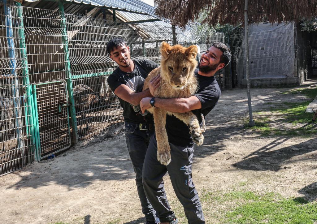 TOPSHOT - Palestinian zoo workers hold up the lioness "Falestine" at the Rafah Zoo in the southern Gaza Strip on Feb. 12, 2019. (©Getty Images | <a href="https://www.gettyimages.com/detail/news-photo/palestinian-zoo-workers-hold-up-the-lioness-falestine-at-news-photo/1124586223?adppopup=true">SAID KHATIB/AFP</a>)