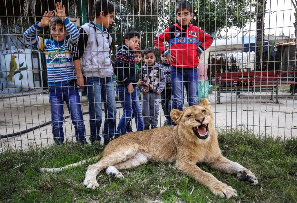 Palestinian children look through the bars of a cage at the declawed lioness "Falestine" at the Rafah Zoo in the southern Gaza Strip on Feb. 12, 2019. (©Getty Images | <a href="https://www.gettyimages.com/detail/news-photo/palestinian-children-look-through-the-bars-of-a-cage-at-the-news-photo/1124586287?adppopup=true">SAID KHATIB/AFP</a>)
