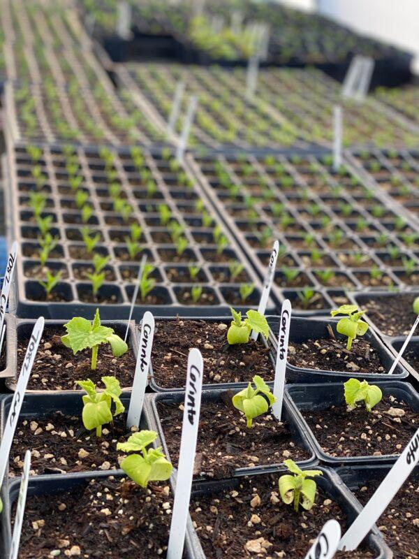 Dot x Ott sources from local farmers. (Courtesy of Dot x Ott)