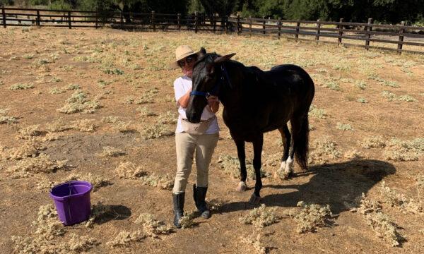 Lola the horse is reunited with her owner after falling into a steep ravine and being airlifted to safety by an Orange County Fire Authority helicopter near Rancho Mission Viejo, Calif., on Sept. 21, 2020. (Courtesy of the Orange County Fire Authority)