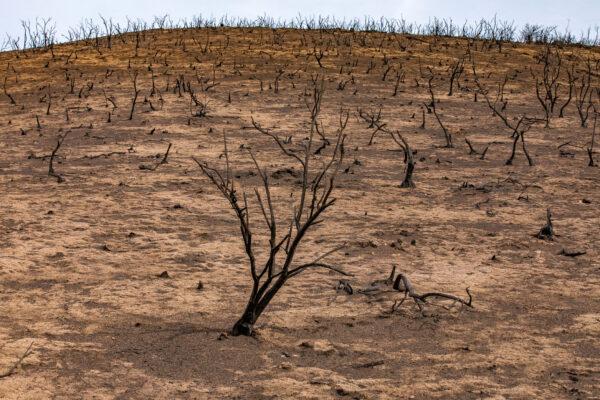 A fire-scorched landscape marks the hills of Williams Canyon, Calif., on Dec. 23, 2020. (John Fredricks/The Epoch Times)