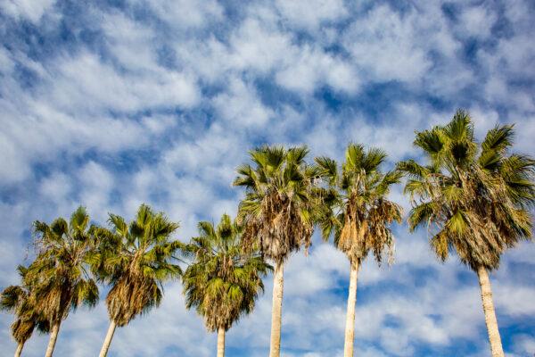 Palm Trees move with the afternoon wind at Calafia Beach in San Clemente, Calif., on Dec. 8, 2020. (John Fredricks/The Epoch Times)