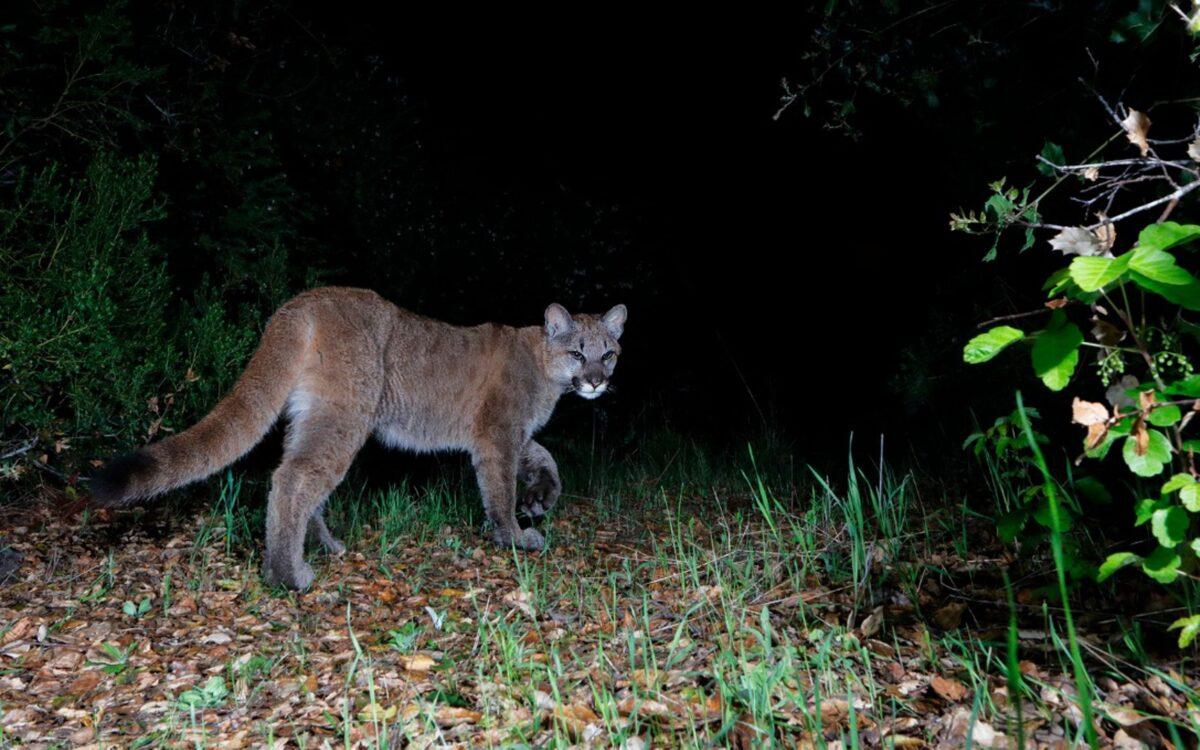 You can identify a mountain lion cub because of their camouflaging spots and rings around their tails that fade as they mature. (Courtesy of John Stuelpnagel)