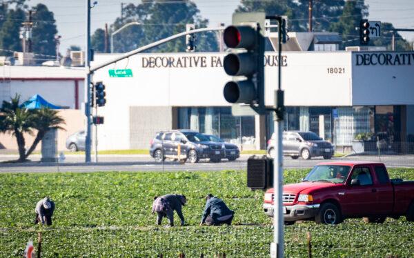 Farm workers tend to strawberries in a field in Fountain Valley, Calif., on Jan. 27, 2022. (John Fredricks/The Epoch Times)